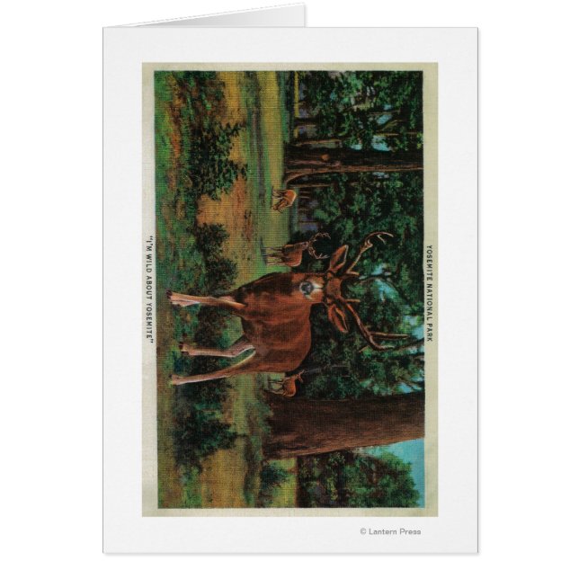 Buck Deer im Yosemite-Nationalpark (Vorne)