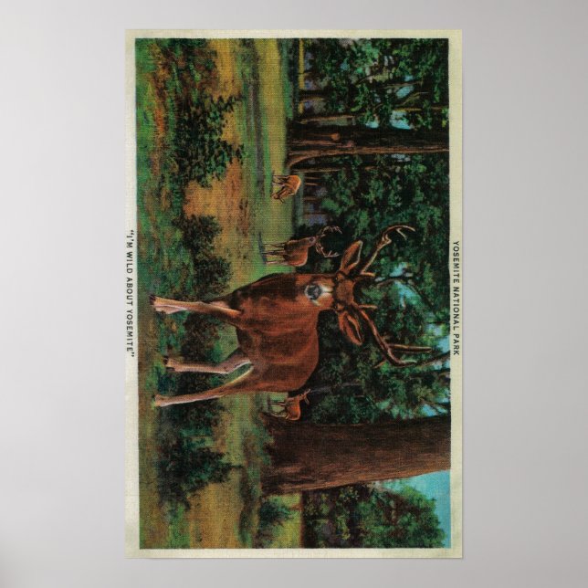 Buck Deer im Yosemite-Nationalpark Poster (Vorne)