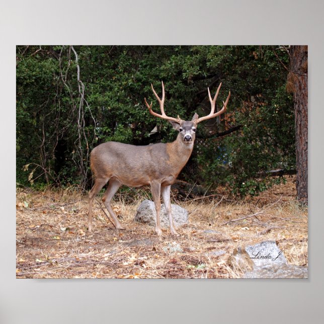 Buck Deer in Kalifornien USA Canvas Print Poster (Vorne)