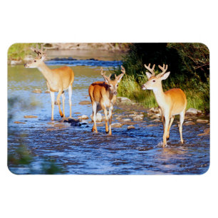 Buck Deer Magnet