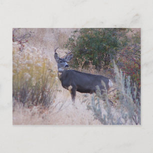 Buck Deer Postcard Postkarte