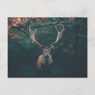 Buck Deer Wild Animal Postkarte