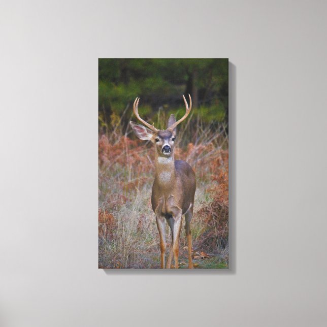 Buck hält hier an! leinwanddruck (Vorderseite)