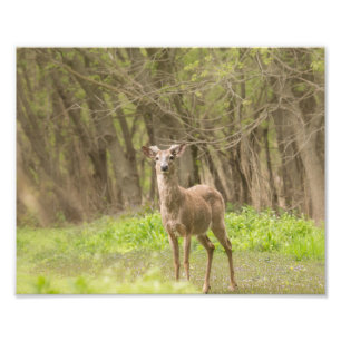 Buck in Fresh Velvet Fotodruck