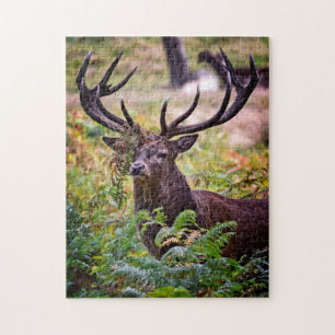 Buck in Richmond Park - 11x14 - 252 Stück Puzzle