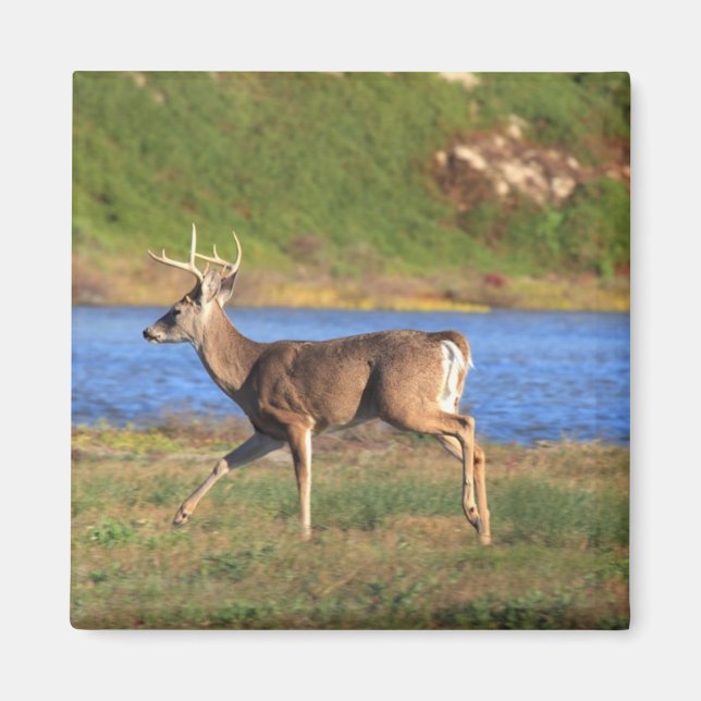 Buck Magnet (Vorne)
