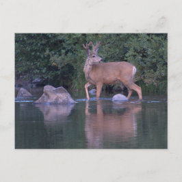 Buck Mule Deer in Velvet Morning Crossing Postkarte