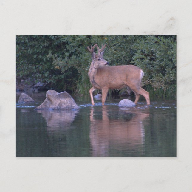 Buck Mule Deer in Velvet Morning Crossing Postkarte (Vorderseite)