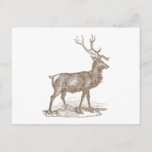 Buck Mule Deer Letterpress Style Postkarte