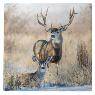 Buck Paar Maultierhirsch Fliese
