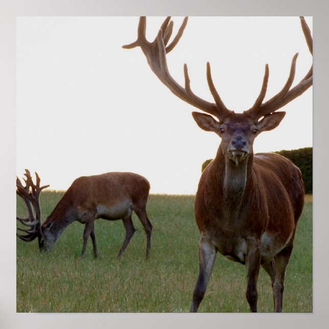 Buck Poster Print (Vorne)