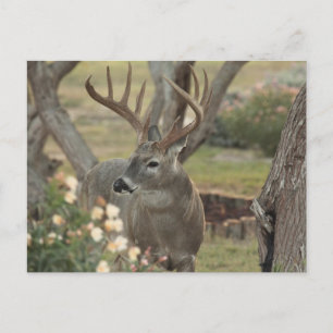 Buck Postkarte