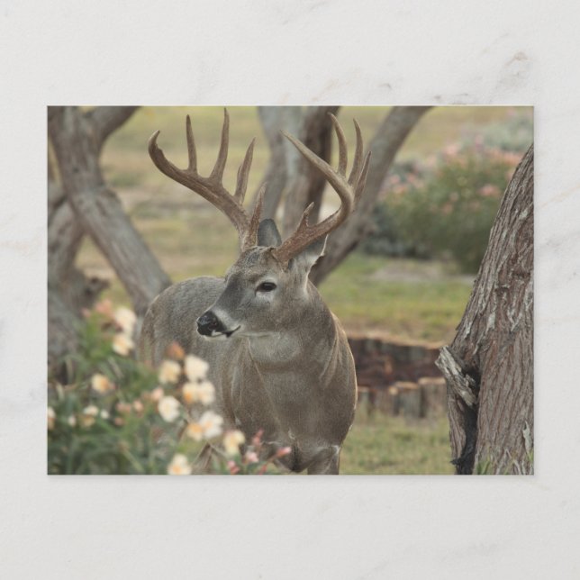 Buck Postkarte (Vorderseite)