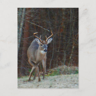 Buck Stag Deer, der seinen Boden markiert Postkarte
