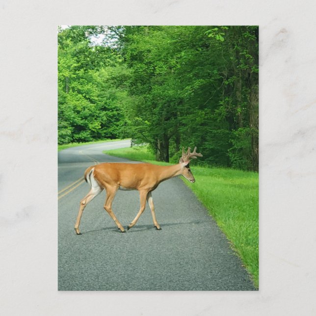 Buck über die Straße Postkarte (Vorderseite)