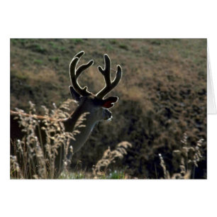 Buck W/ Samt Antler