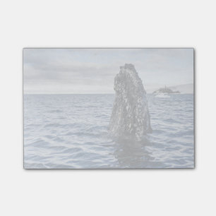 Buckel-Wal Spyhops   Hoffnungs-Bucht, die Post-it Klebezettel