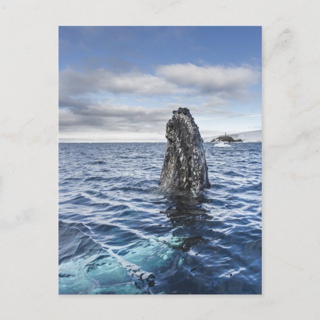 Buckel-Wal Spyhops | Hoffnungs-Bucht, die Postkarte (Vorderseite)