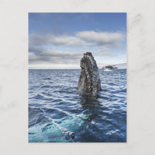Buckel-Wal Spyhops   Hoffnungs-Bucht, die Postkarte