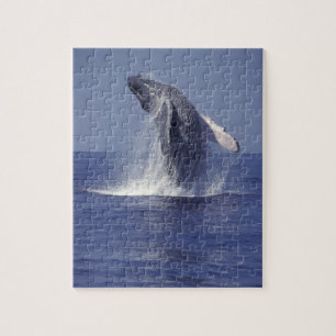 Buckelwal bricht durch (Megaptera Puzzle