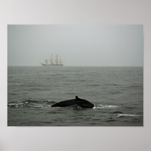 Buckelwal und Tall Ship Druck Poster