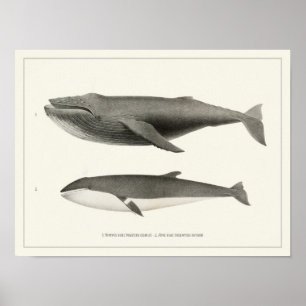 Buckelwal und Zwergwal Poster