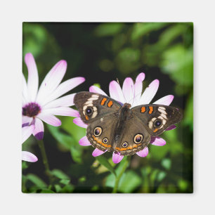 Buckeye Butterfly auf Purple Flowers Magnet