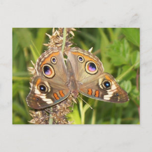 Buckeye Butterfly Postkarte