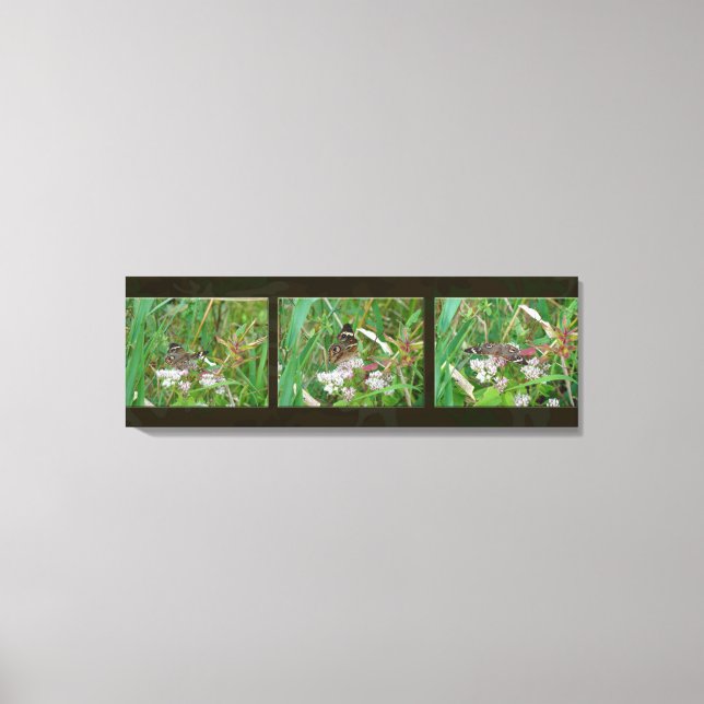 Buckeye Butterfly Triptych Leinwanddruck (Vorderseite)