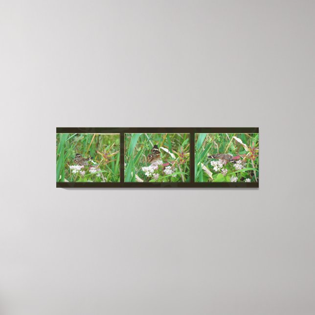 Buckeye Butterfly Triptych Leinwanddruck (Vorderseite)