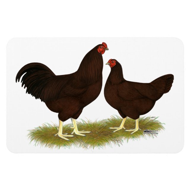 Buckeye Chickens Magnet (Horizontal)