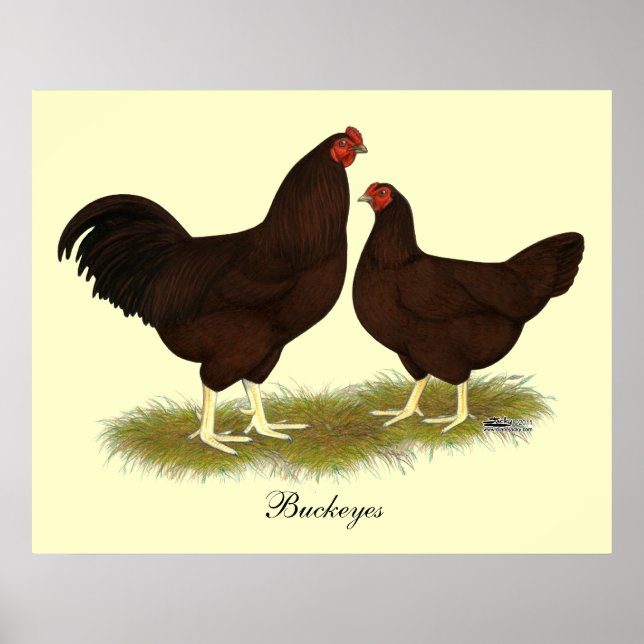 Buckeye Chickens Poster (Vorne)