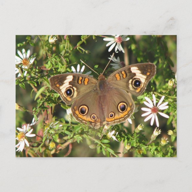 Buckeye Postkarte (Vorderseite)