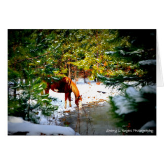 ~Buckie auf Rogers-Hobby Farm~