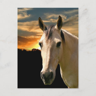 Buckleder-Sonnenuntergang Postkarte