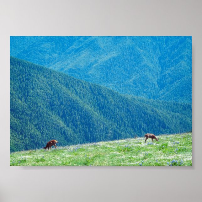 Bucks an den Bergen Poster (Vorne)