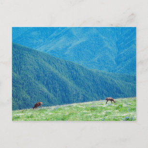 Bucks an den Bergen Postkarte