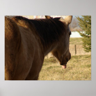Buckskin hält seine Zunge heraus Poster
