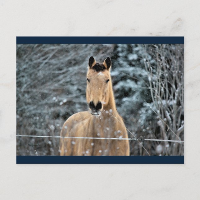 Buckskin Horn Winter Postkarte (Vorderseite)