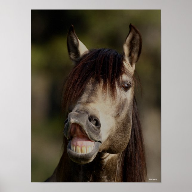 Buckskin Lusitano Stallion Flehmen Headshot Poster (Vorne)