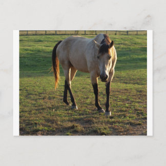 Buckskin Mare Postkarte