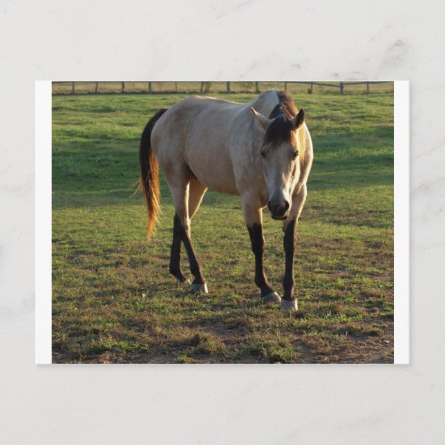 Buckskin Mare Postkarte (Vorderseite)