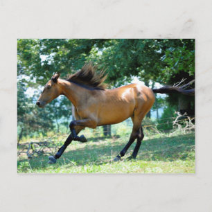 Buckskin Morgan Horse Postkarte