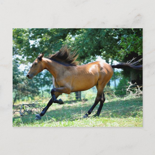 Buckskin Morgan Horse Postkarte (Vorderseite)