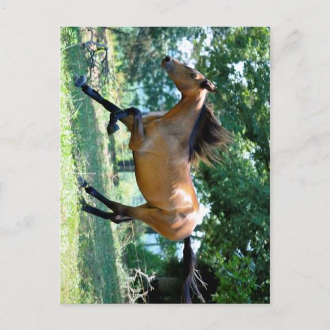 Buckskin Morgan Horse Postkarte (Vorderseite)