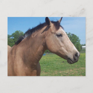 Buckskin Mustang Postcard Postkarte