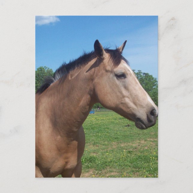 Buckskin Mustang Postcard Postkarte (Vorderseite)