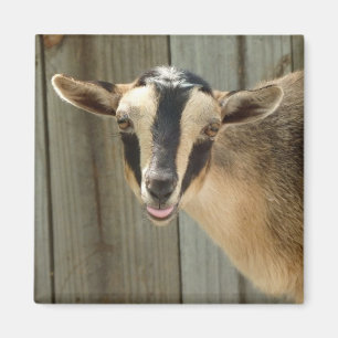 Buckskin Nigerian Zwarf Milchziege Kind Magnet