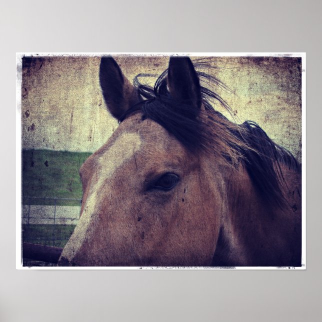 Buckskin Pferd Poster (Vorne)