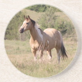 Buckskin Tobiano Horse Posing in Pasture Photo Getränkeuntersetzer